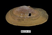 藏品(西施舌(西刀舌))的圖片